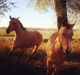 Buckskins Running