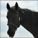 Selling A Horse - Our Blue Roan Mare