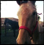 Our Young Horses Cletus and Bluebird