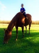 My Mare Daisy Gets Stitches