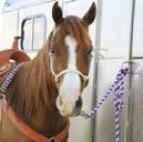 Tips For Staying Safe With Horses
