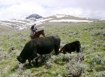 Summer Riding Job in the Idaho Mountains