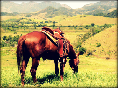 Sorrel Horse Grazing in the Mountains