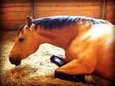 How To Muck A Stall