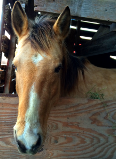 Penny In Her Stall With Pastern Injury