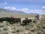 Riding Horses On A Cattle Drive In The Mountains