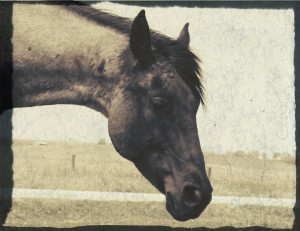 AQHA Blue Roan Mare