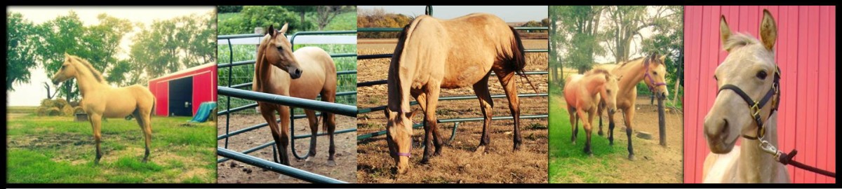 AQHA Buckskin Gelding