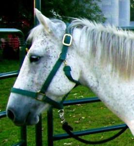 Cricket -- Grade Quarter Horse Mare