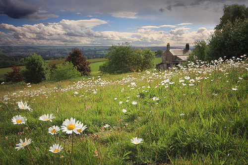 Field of Daisies