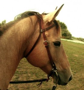 Buckskin AQHA Mare Command A Cowgirl