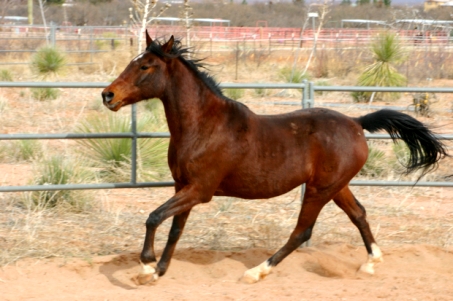 Training A Horse In The Round Pen