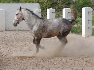 Horse Training