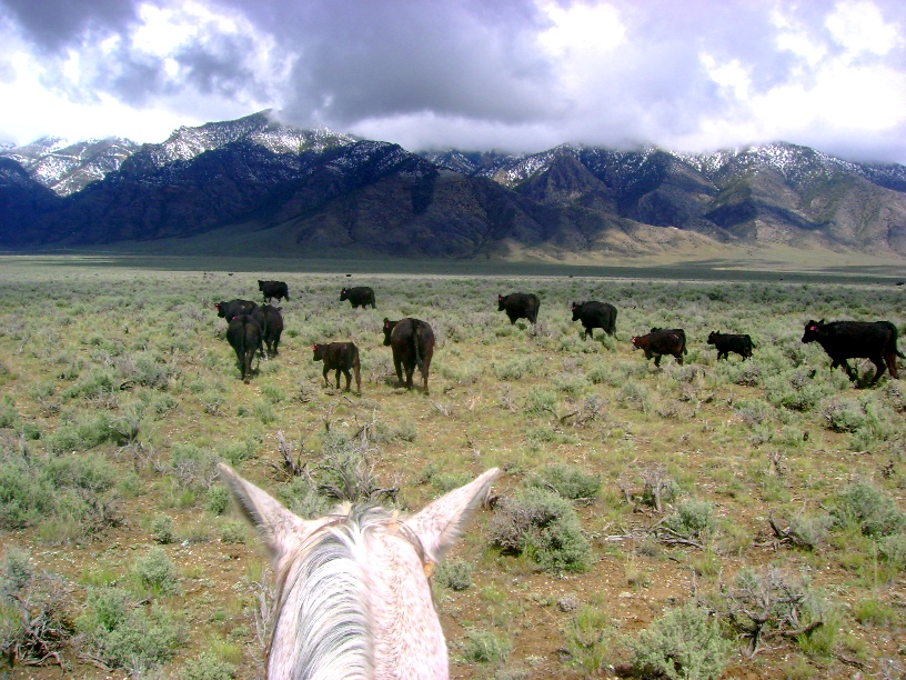 Mountain Horseback Riding