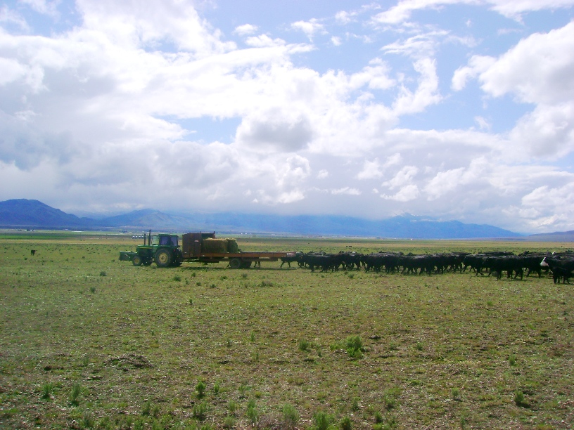 Cattle Drive