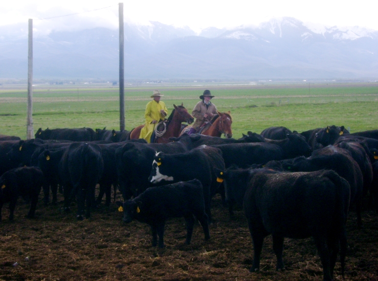 Sorting Cattle