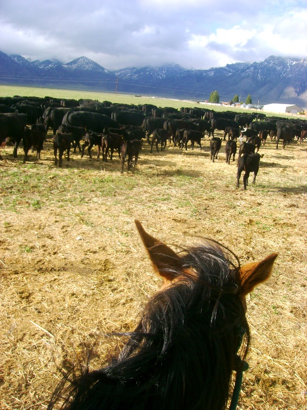 Horseback in Mountains