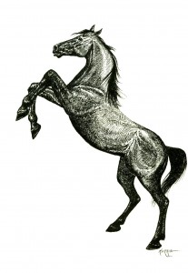 Rearing Horse Drawing