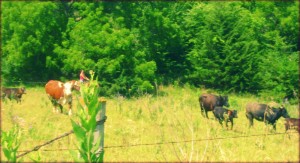 Cattle Drive