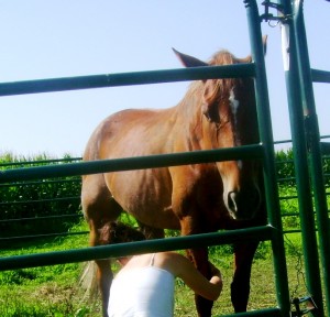 Caring for Sick Horse