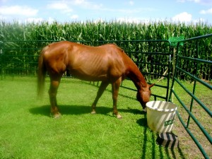 Daisy AQHA sorrel mare