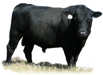 Black Bull