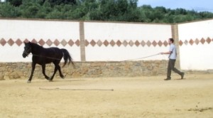 Training A Horse To Lunge