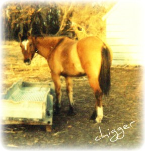 Chigger, Dun Quarter Horse