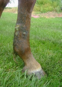 Horse Leg Cut