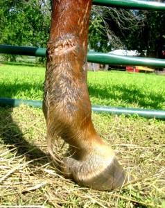 Horse Leg Cut