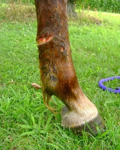 Horse Cut by Barbed Wire