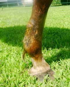 Horse Leg Cut