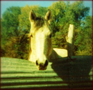 Kokomo Gray Horse