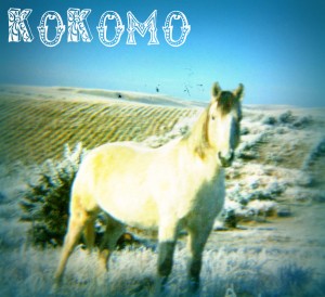 Gray Horse Named Kokomo