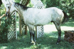 Gray Quarter Horse, Rudy