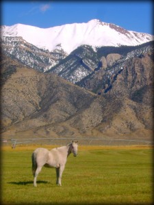 Rudy in the Mountains