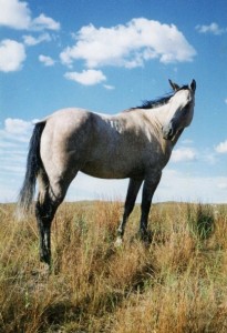 Horseback Riding Blog