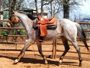 Horse Training Blog