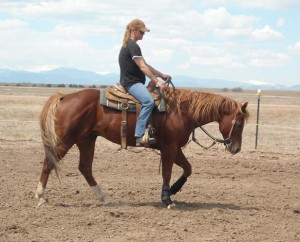 Training A Horse to Ride