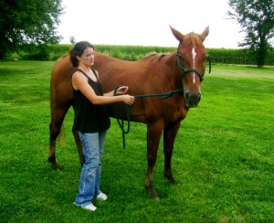 Horse Training