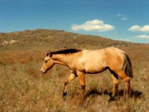 My Horse Sunday as a Yearling