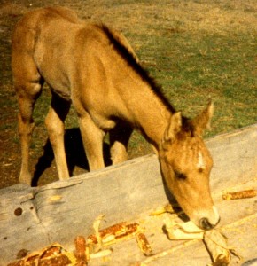 My Horse Sunday as a Foal