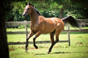 Bay Horse Galloping