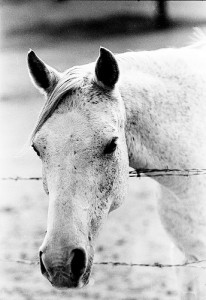 Safe Fencing For Horses