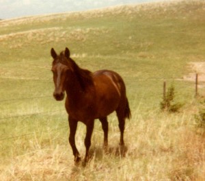 Smokeys Buckshot Brown AQHA Gelding