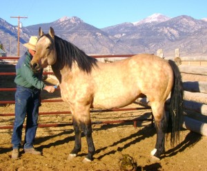 Docs Cold Cash AQHA Buckskin Stallion