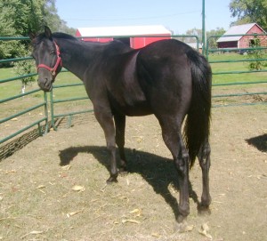 Frostalitos Toby APHA Gelding