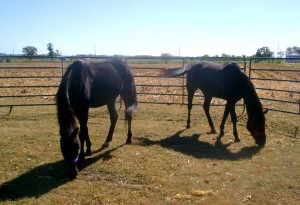 The Black Geldings Grazing