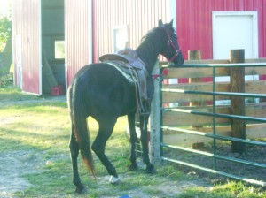 Saddling the Tennessee Walker