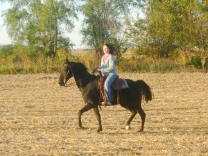 Riding the Black Tennesee Walker